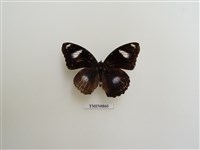 藏品(幻蛺蝶)的圖片